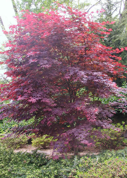 japanese maple tree leaf. japanese maple tree cost. japanese maple tree meaning. japanese maple tree leaf. japanese maple tree cost.