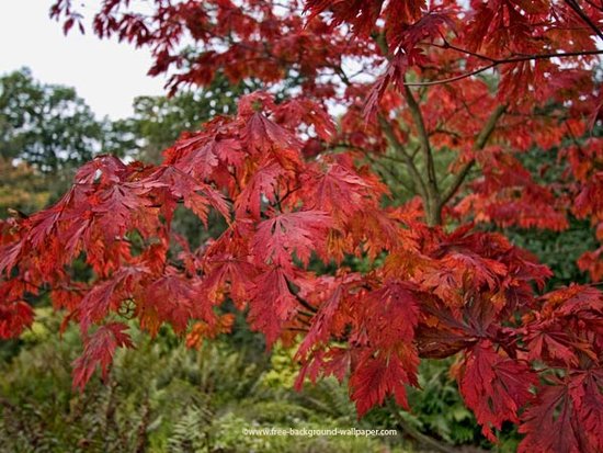 japanese maple tree leaf. a red japanese maple tree. japanese maple tree meaning. japanese maple tree leaf. a red japanese maple tree.