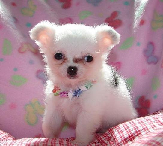 cute long haired chihuahua puppies. makeup long coat chihuahua