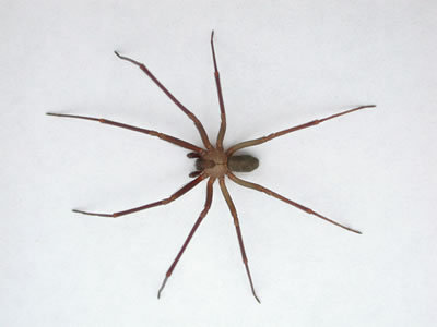 brown recluse spider bite pictures. rown recluse spider bite pictures. The Brown Recluse Spider