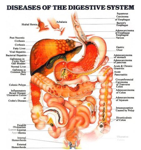 human digestive system diagram for kids. human digestive system diagram